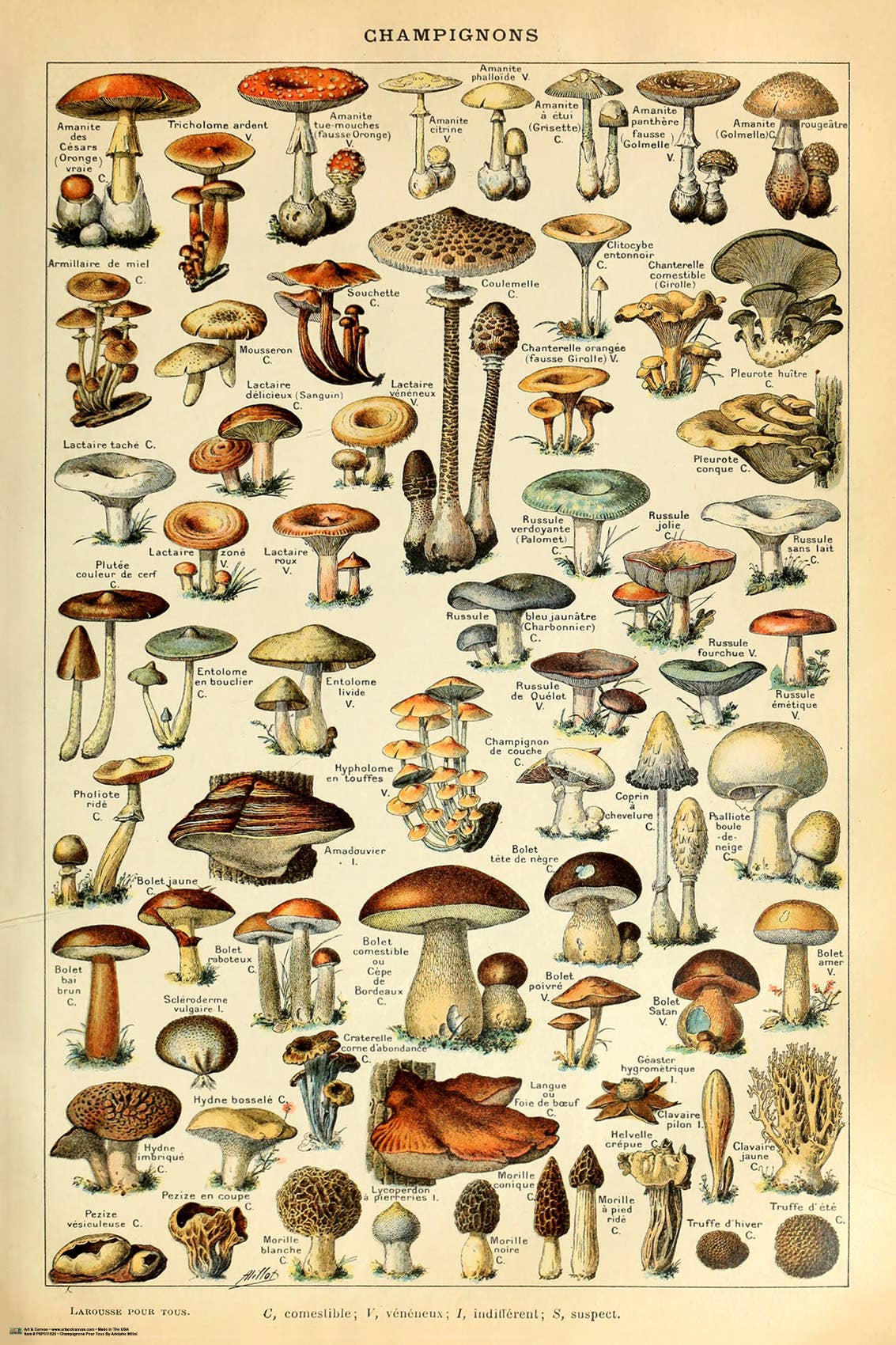 mushroom poster