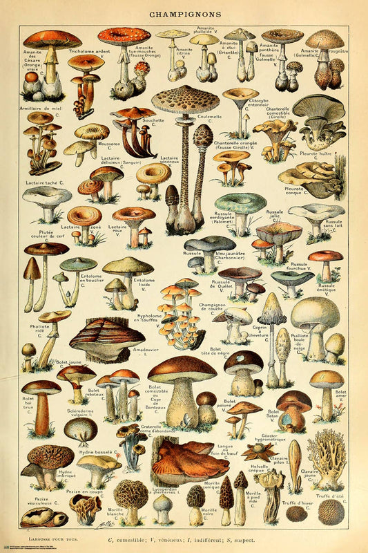 mushroom poster